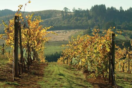 Natural Home Goes to Oregon Wine Country Image